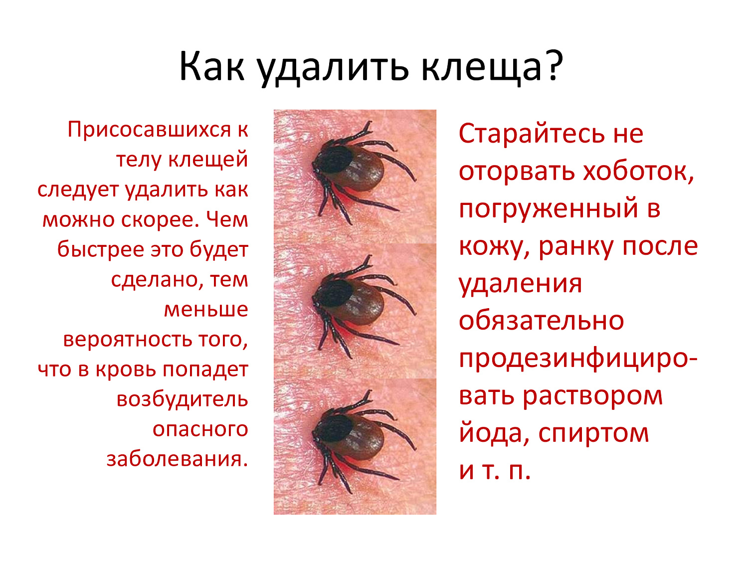 Весна, сезон клещей. Обезопасьте себя!