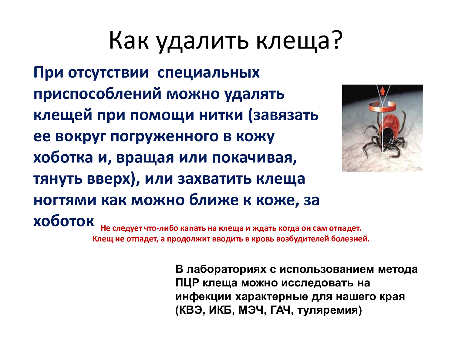 Весна, сезон клещей. Обезопасьте себя!