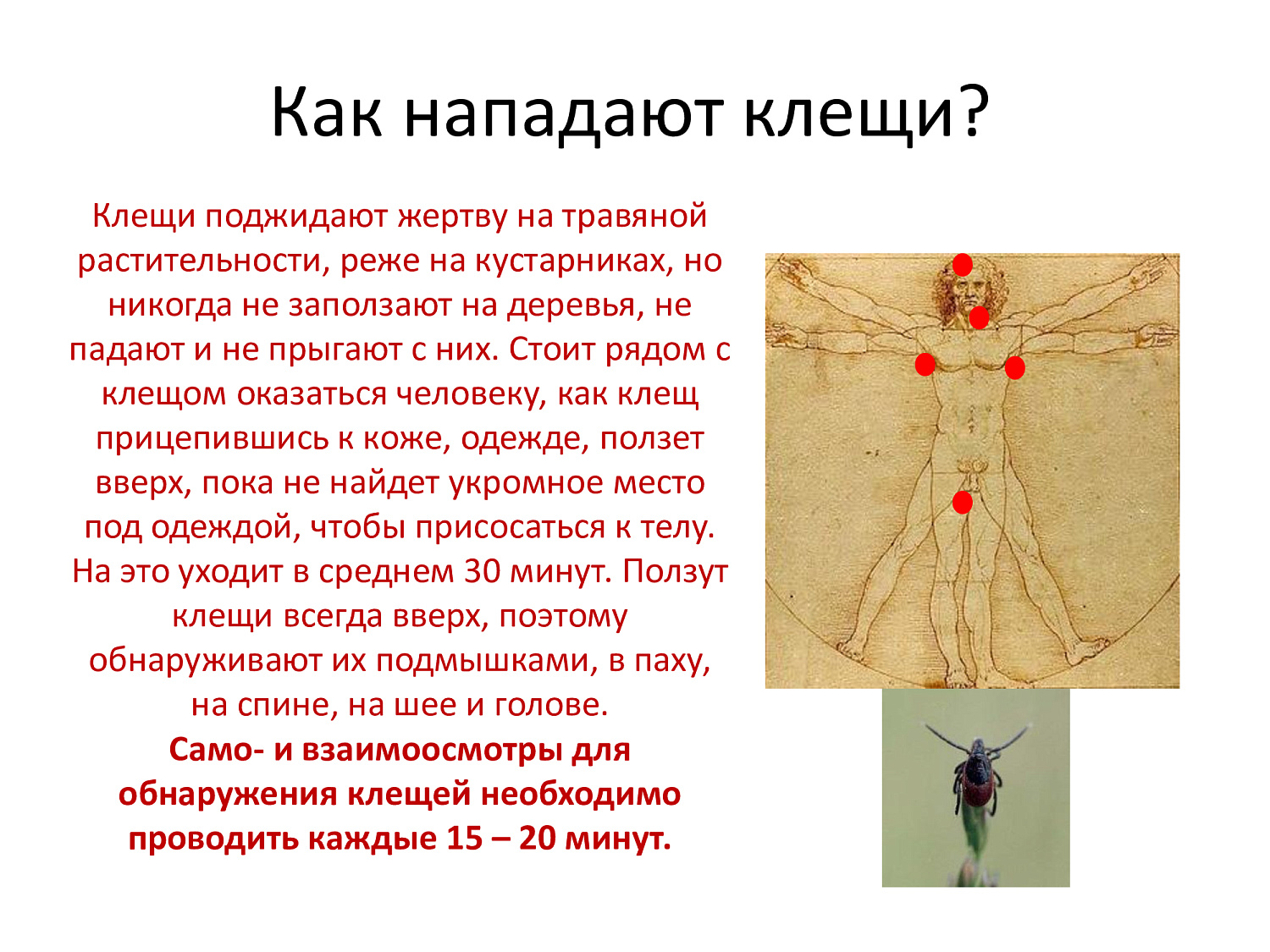 Весна, сезон клещей. Обезопасьте себя!