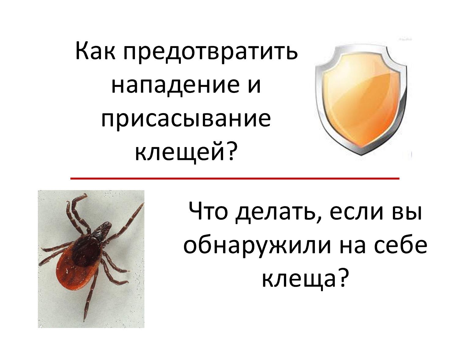 Весна, сезон клещей. Обезопасьте себя!
