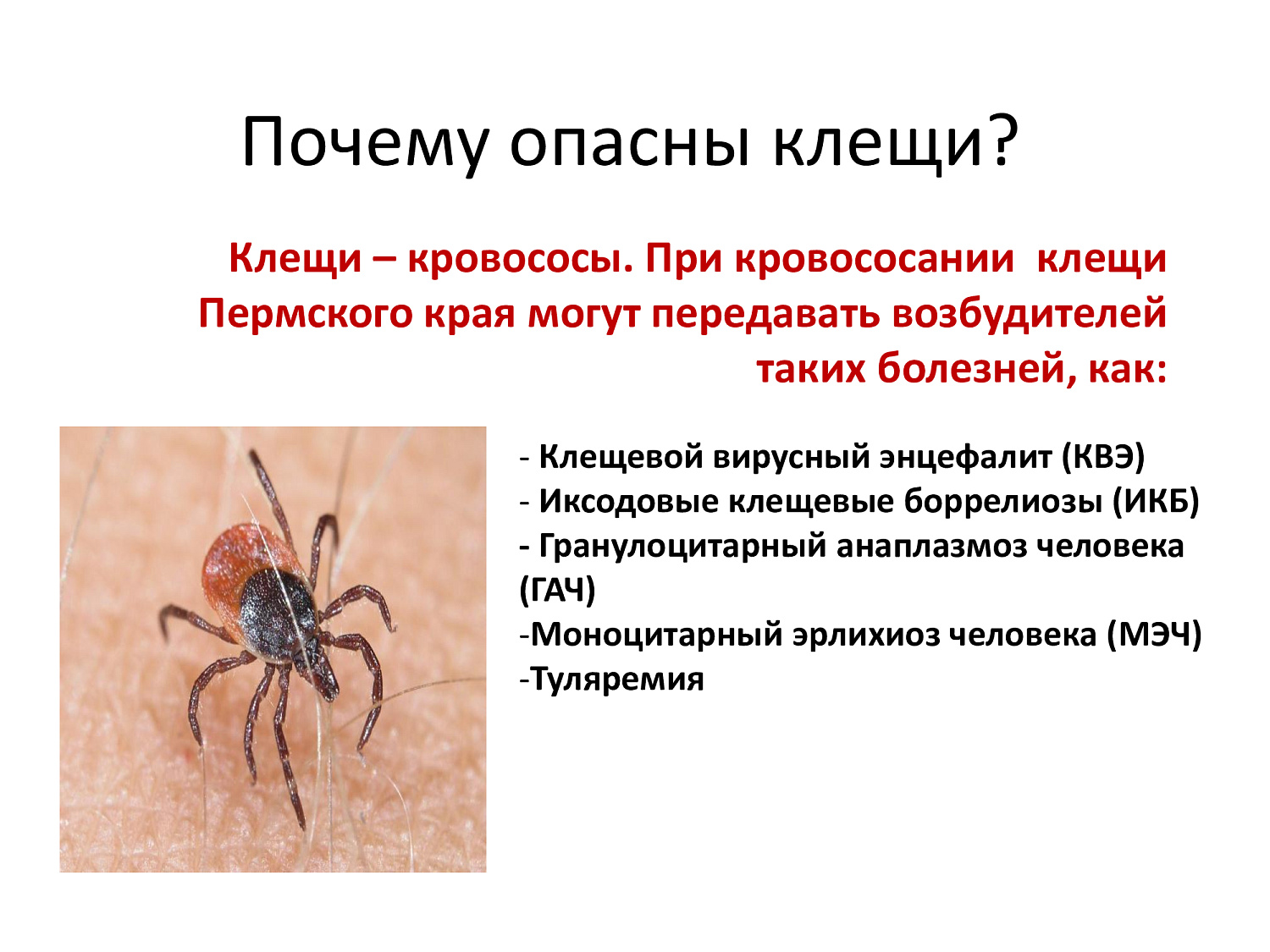 Весна, сезон клещей. Обезопасьте себя!