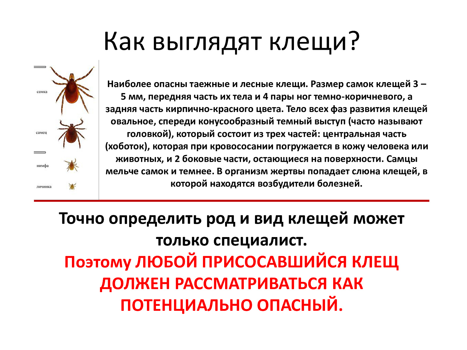 Весна, сезон клещей. Обезопасьте себя!